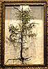 Alis Olsen, Framed Juniper Tree